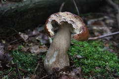 Killikus&reg; Fotographie