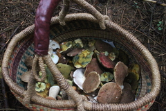 Killikus&reg; Fotographie