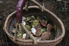 Killikus&reg; Fotographie