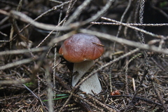 Killikus&reg; Fotographie