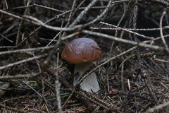 Killikus&reg; Fotographie