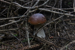 Killikus&reg; Fotographie