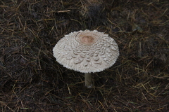 Killikus&reg; Fotographie