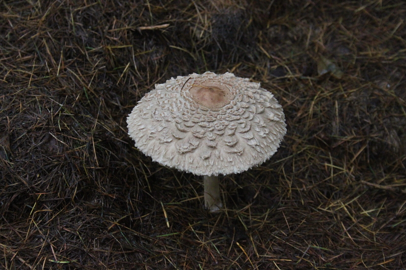 Killikus&reg; Fotographie