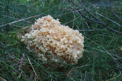 Killikus&reg; Fotographie