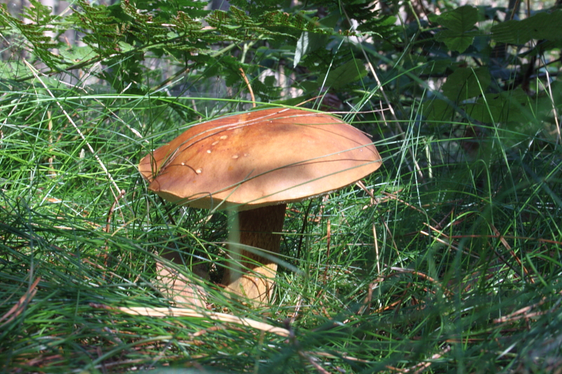 Killikus® Fotographie Killikus® Fotographie