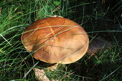 Killikus&reg; Fotographie