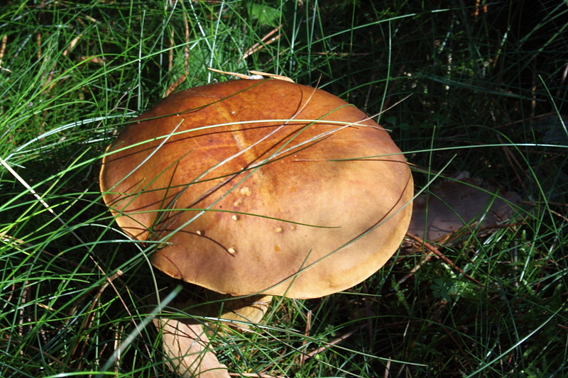 Killikus&reg; Fotographie