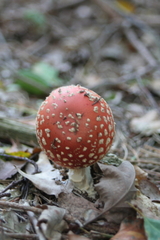 Killikus&reg; Fotographie