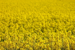 Killikus&reg; Fotographie