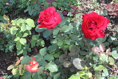 Killikus&reg; Fotographie