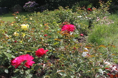 Killikus&reg; Fotographie