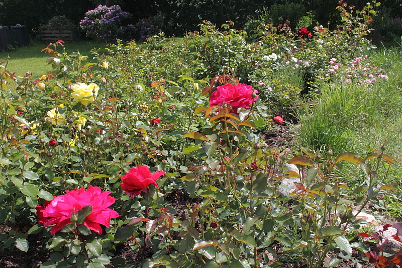 Killikus&reg; Fotographie