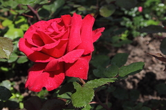 Killikus&reg; Fotographie