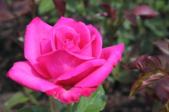 Killikus&reg; Fotographie