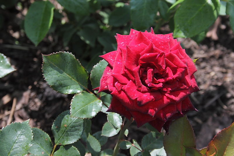 Killikus&reg; Fotographie