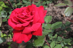 Killikus&reg; Fotographie