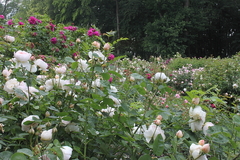 Killikus&reg; Fotographie