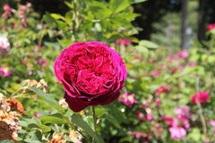 Killikus&reg; Fotographie