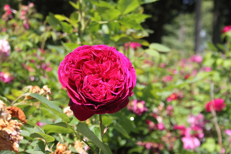 Killikus&reg; Fotographie