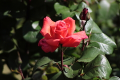 Killikus&reg; Fotographie