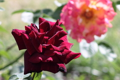 Killikus&reg; Fotographie