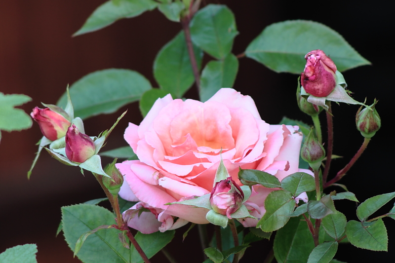 Killikus&reg; Fotographie