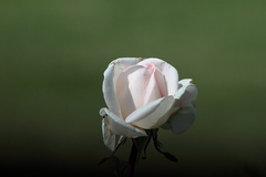 Killikus&reg; Fotographie