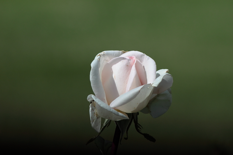 Killikus&reg; Fotographie