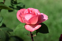 Killikus&reg; Fotographie