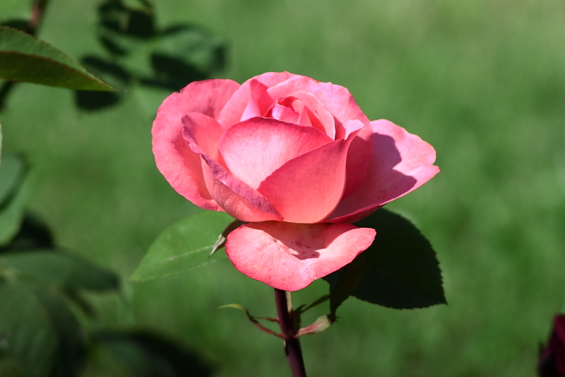 Killikus&reg; Fotographie