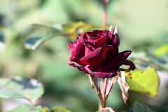 Killikus&reg; Fotographie