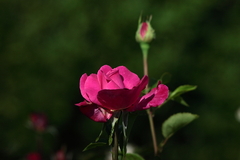 Killikus&reg; Fotographie