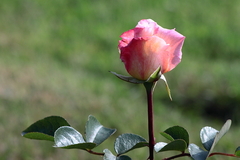 Killikus&reg; Fotographie