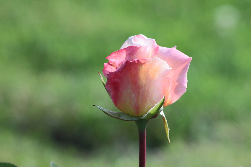 Killikus&reg; Fotographie