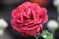 Killikus&reg; Fotographie