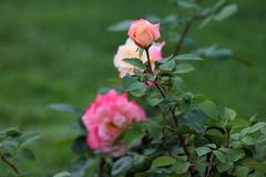 Killikus&reg; Fotographie