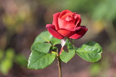 Killikus&reg; Fotographie