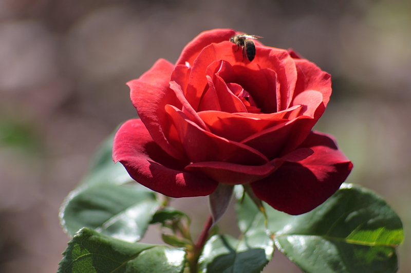 Killikus&reg; Fotographie