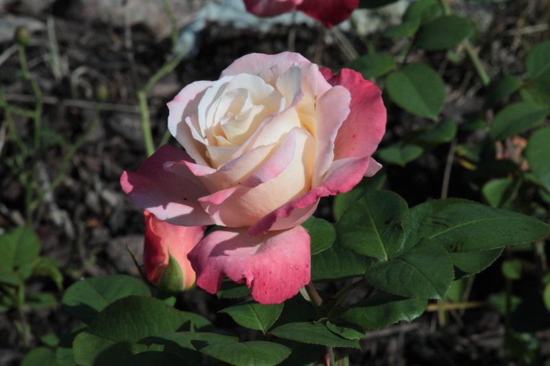 Killikus® Fotographie Killikus® Fotographie