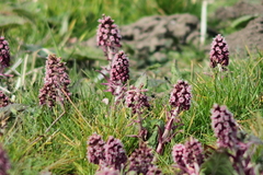 Killikus&reg; Fotographie