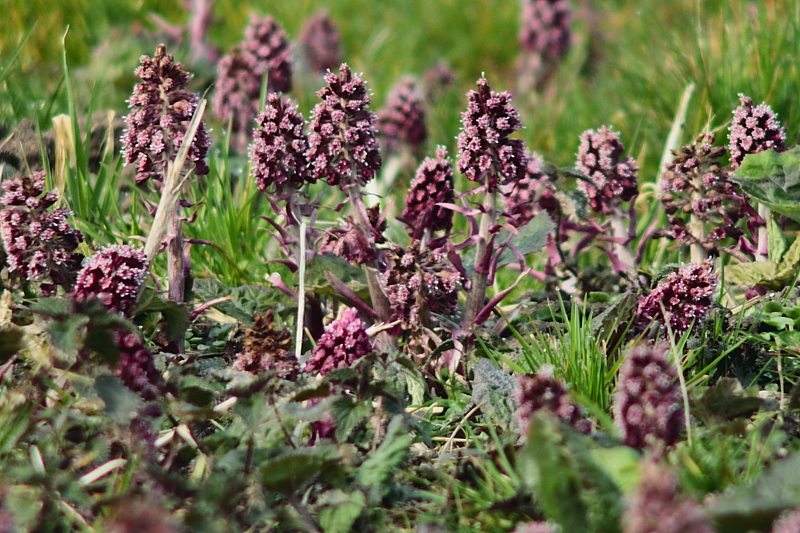 Killikus® Fotographie Killikus® Fotographie