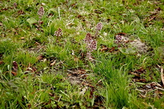 Killikus&reg; Fotographie