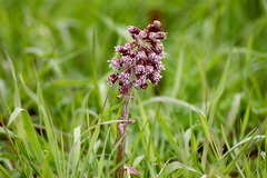 Killikus&reg; Fotographie