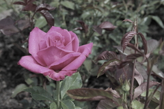 Killikus&reg; Fotographie