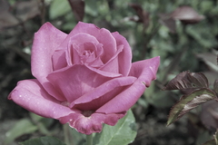 Killikus&reg; Fotographie