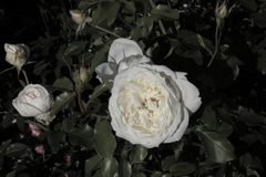 Killikus&reg; Fotographie