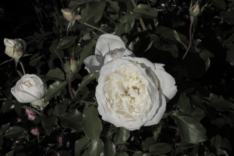 Killikus&reg; Fotographie