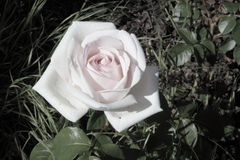 Killikus&reg; Fotographie