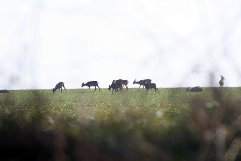 Killikus® Fotographie Killikus® Fotographie